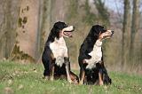 BOUVIER D'APPENZELL 041